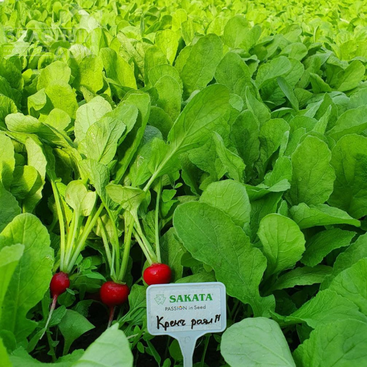 Кранч Роял F1 / Kranch Royal F1, 20 - 25 днів фото 6