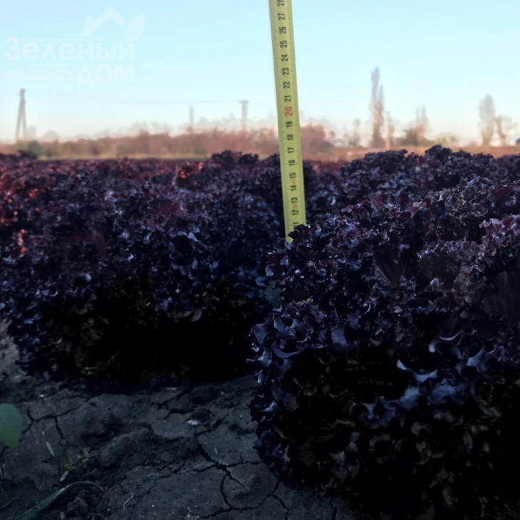 Бахус / Bacchus фото 2