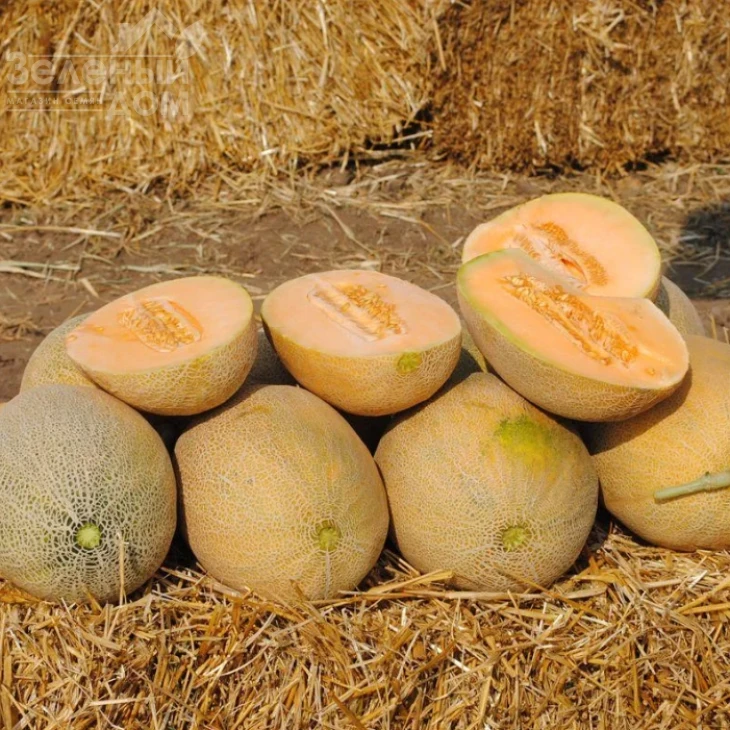 Янив F1 (HA 64 07) / Yaniv F1 (HA 64 07),65-70 дней фото 1