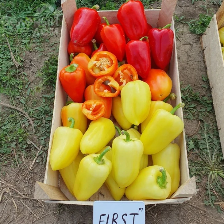 Фьорст F1 / First F1, 55-60 дней фото 1