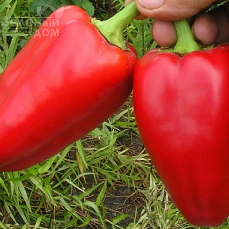 Айвенго / Aivengo  фото 1