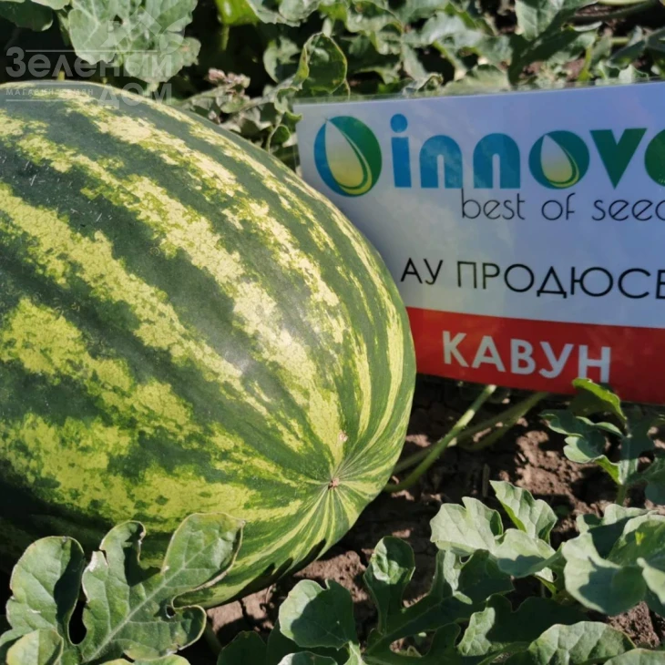 АУ Продюсер / AU Producer, 75 днів фото 4
