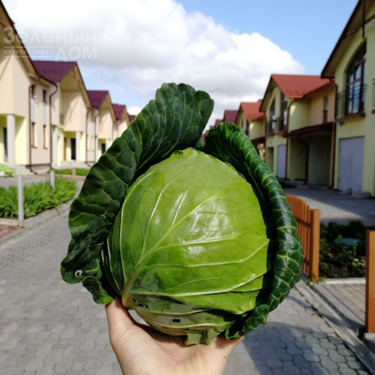 Хом Ран F1 / Home Ran F1 фото 1