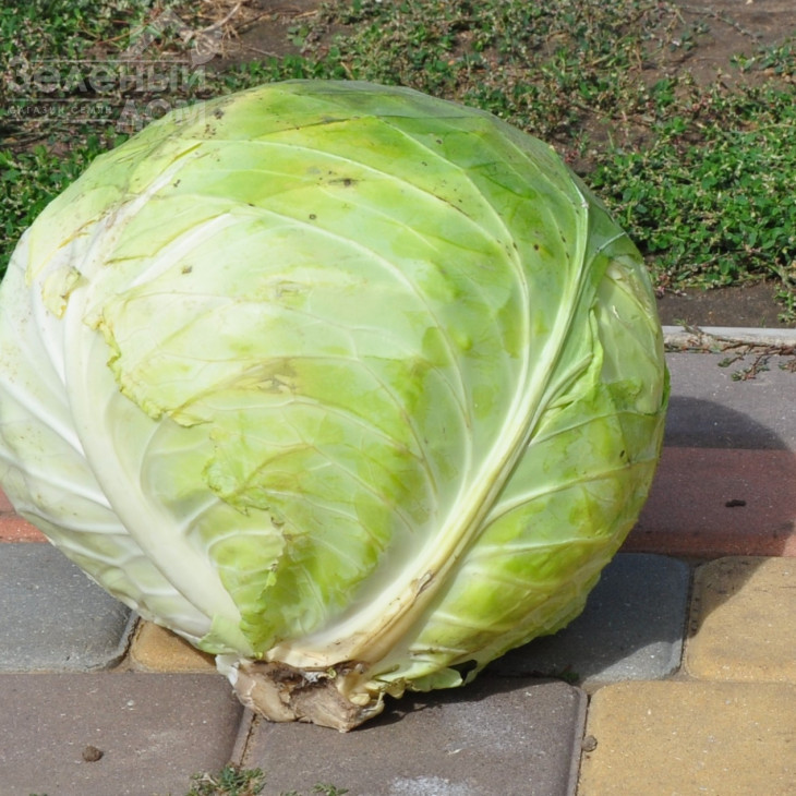 Діжон F1 / Dijon F1, 85-90 днів фото 3