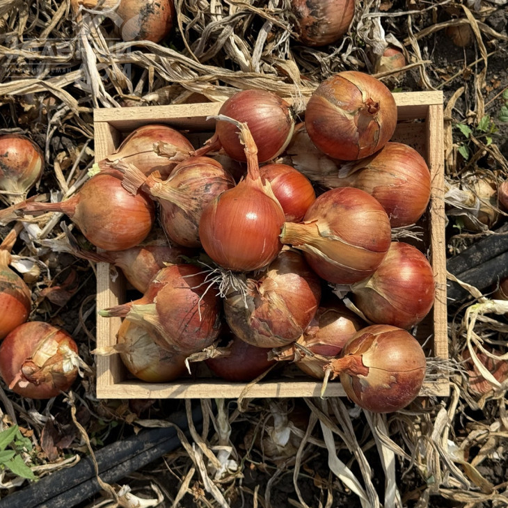 005 F1 / 005 F1, 100-105 днів фото 2