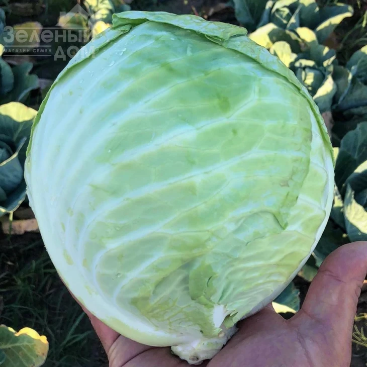 Фанси F1 / Fansi F1,85 дней фото 3