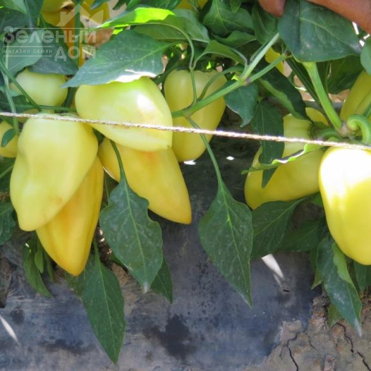 Амур F1 / Amour F1 фото 2