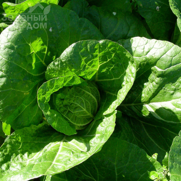 Пацифіко F1 / Pacifico F1,67-72 дні фото 1