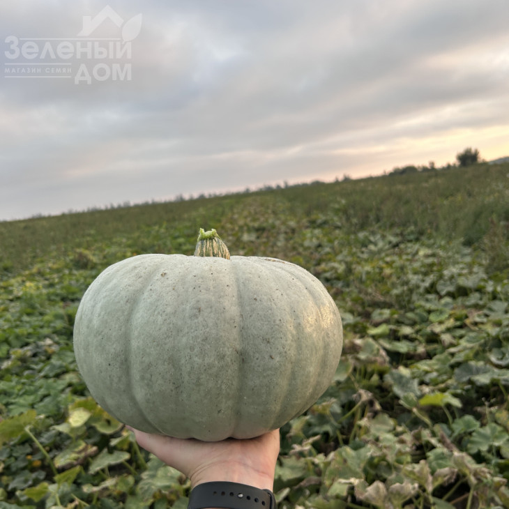 Краун Прінс F1 / Kraun Prins F1 фото 1