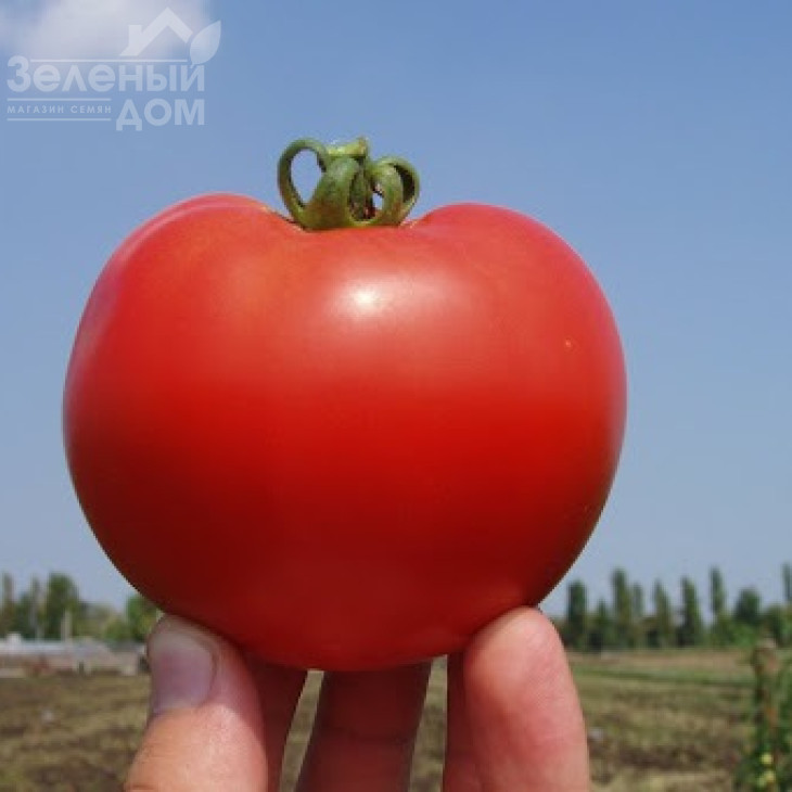 Багіра F1 / Baghera F1,65-70 днів фото 2