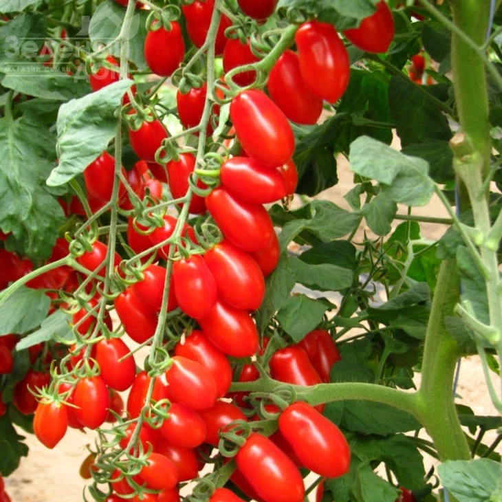 Колина F1 / Collina F1,105-115 дней фото 1