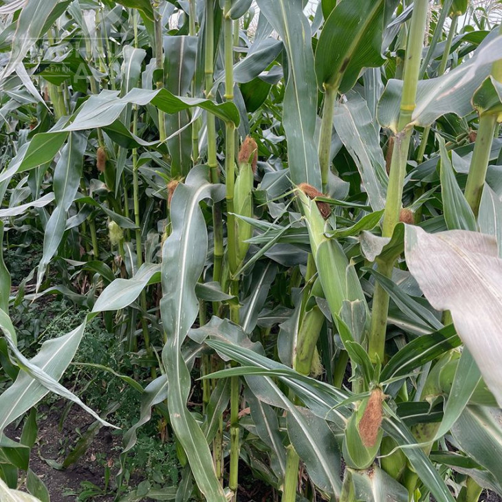 Нокаут F1 / Nokaut F1,80-82 дні фото 3