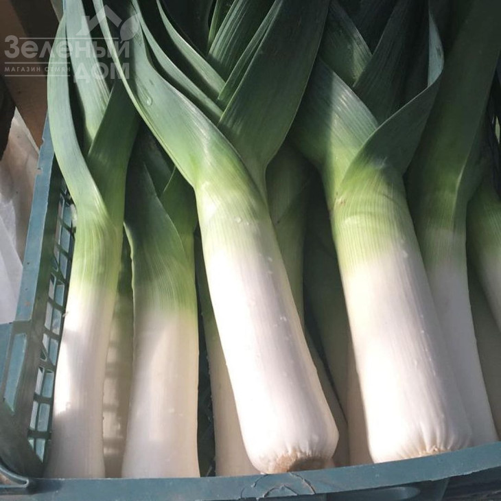 Матейко F1 / Matejko F1,120 днів фото 2