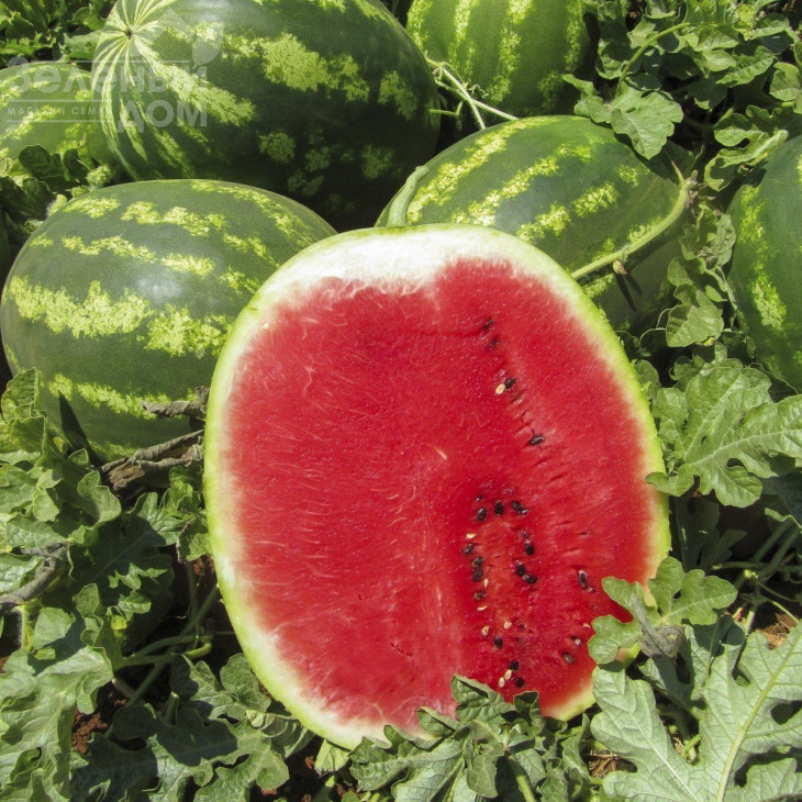 Топ Мара F1 / Top Mara F1,80-85 днів фото 1