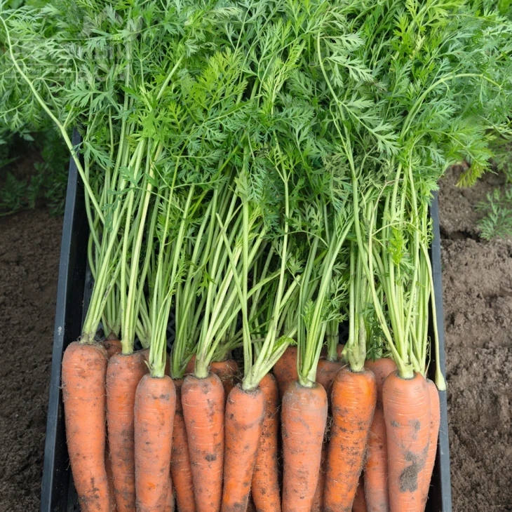 Камаран F1 / Kamaran F1,135 дней фото 1