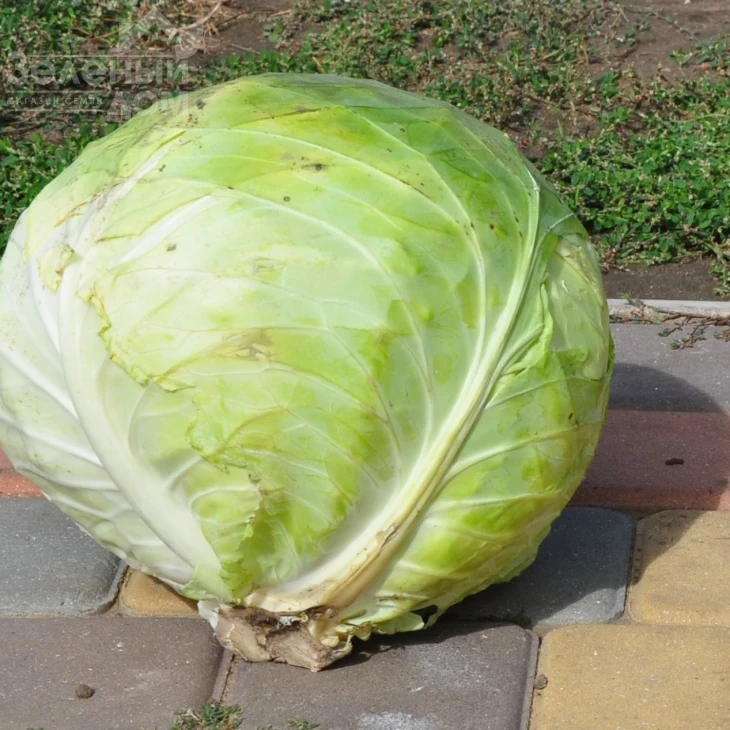 Дижон F1 / Dijon F1, 85-90 дней фото 3