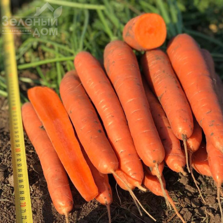 Олімпо F1 / Olimpo F1,115-25 днів фото 3