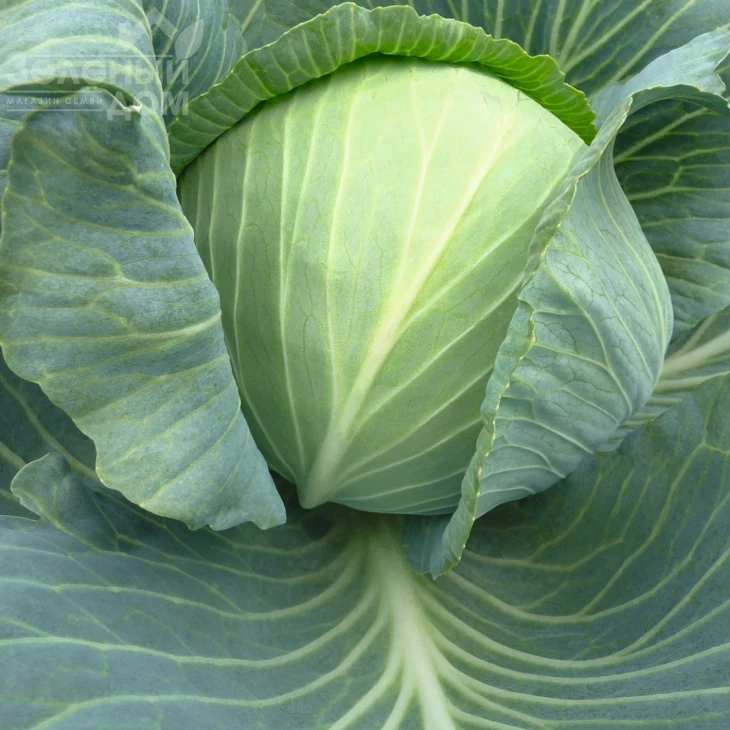 Леопольд F1 / Leopold F1,87 дней фото 2