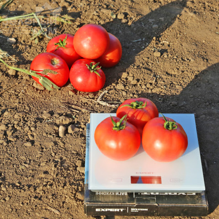 Йолнар F1 / Yolnar F1,65-67 днів фото 1