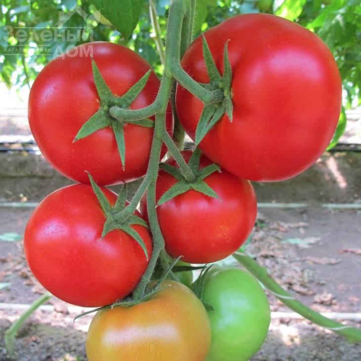 Байконур F1 / Baikonur F1,85-90 днів фото 2