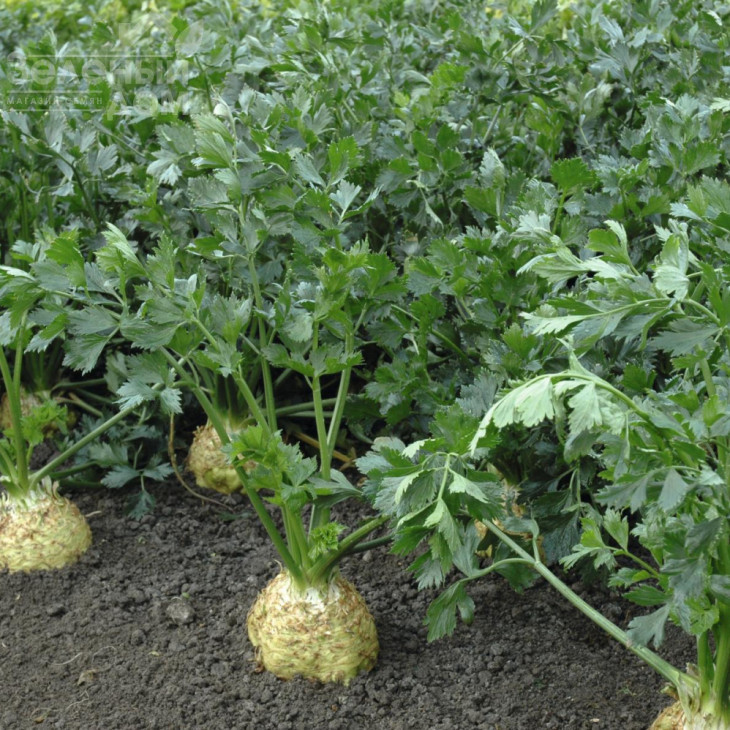 Діамант / Diamant,150 днів фото 3