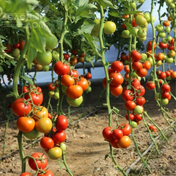 Байконур F1 / Baikonur F1,85-90 днів фото 1