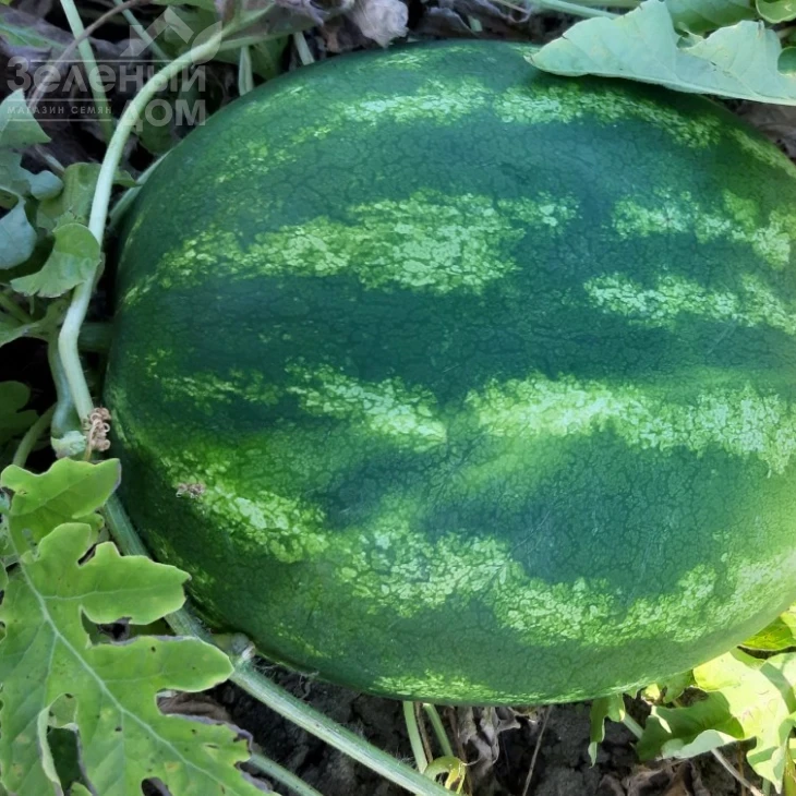 Ланкастер F1 / Lancaster F1, 63-67 дней фото 1