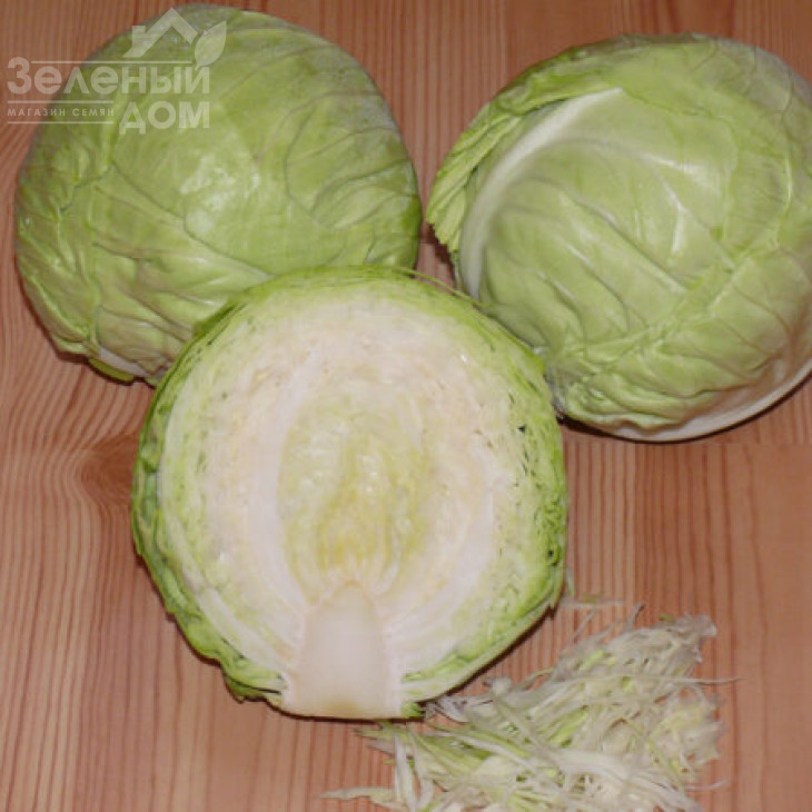 Пасадена F1 / Pasadena F1,50-55 днів фото 3