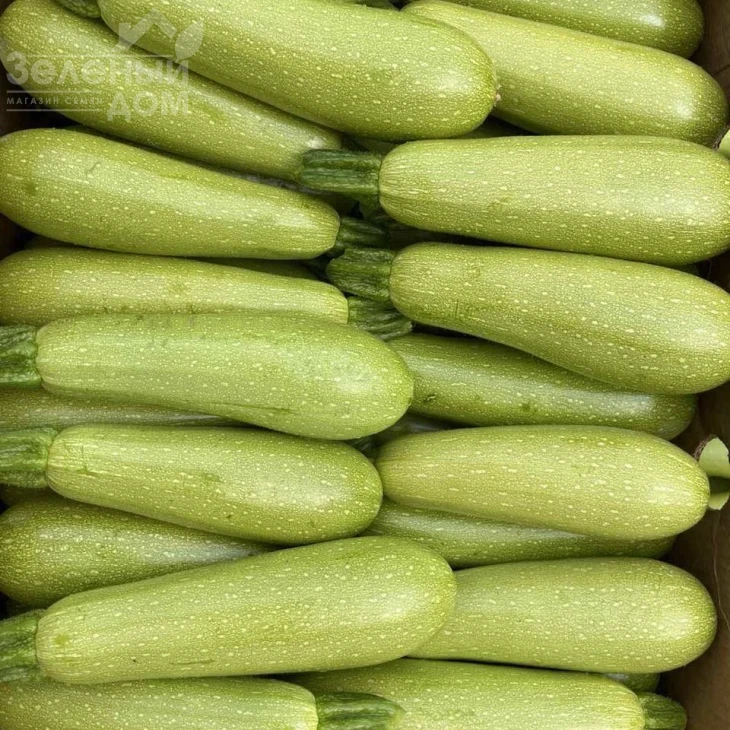 Инесса F1 / Inessa F1 фото 1