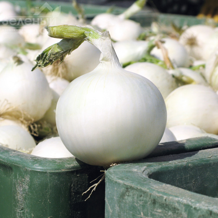 Вайт Вінг F1 / White Wing F1,95 днів фото 1