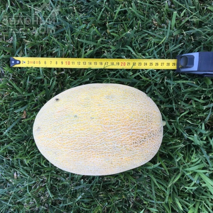 Дейра F1 / Deyra F1,50-55 дней фото 3