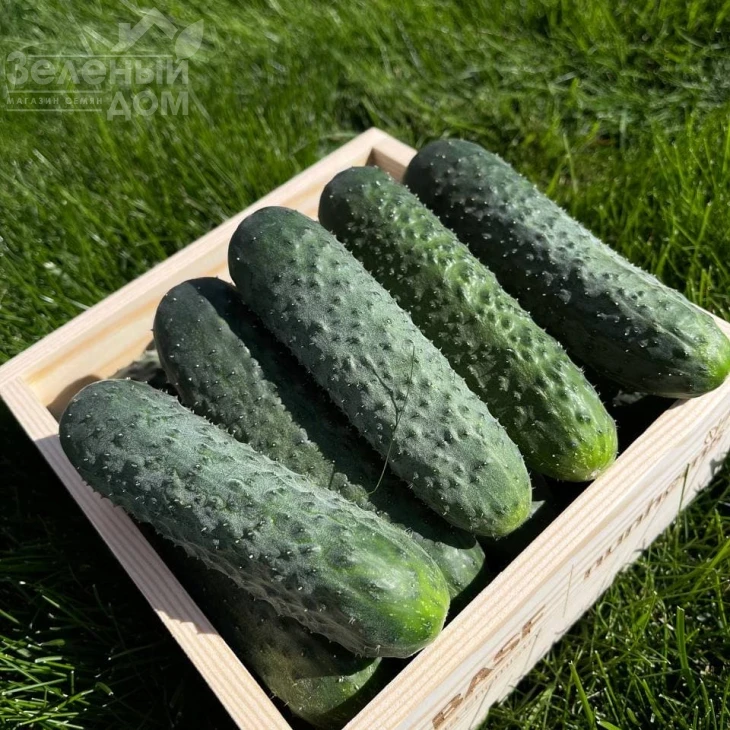 Элитор F1 / Elitor F1 фото 3