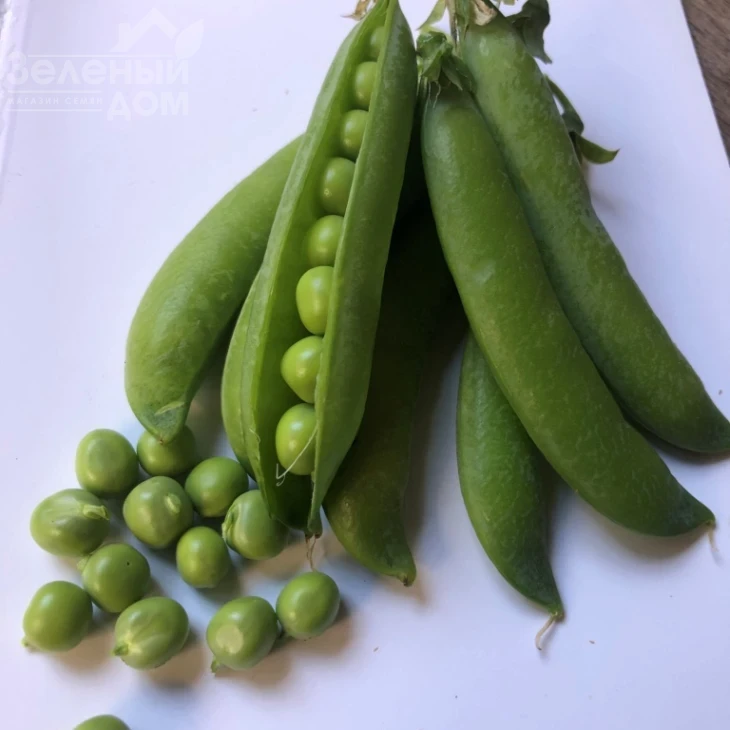 Продиджи / Prodydzhy, 70-75 дней фото 1