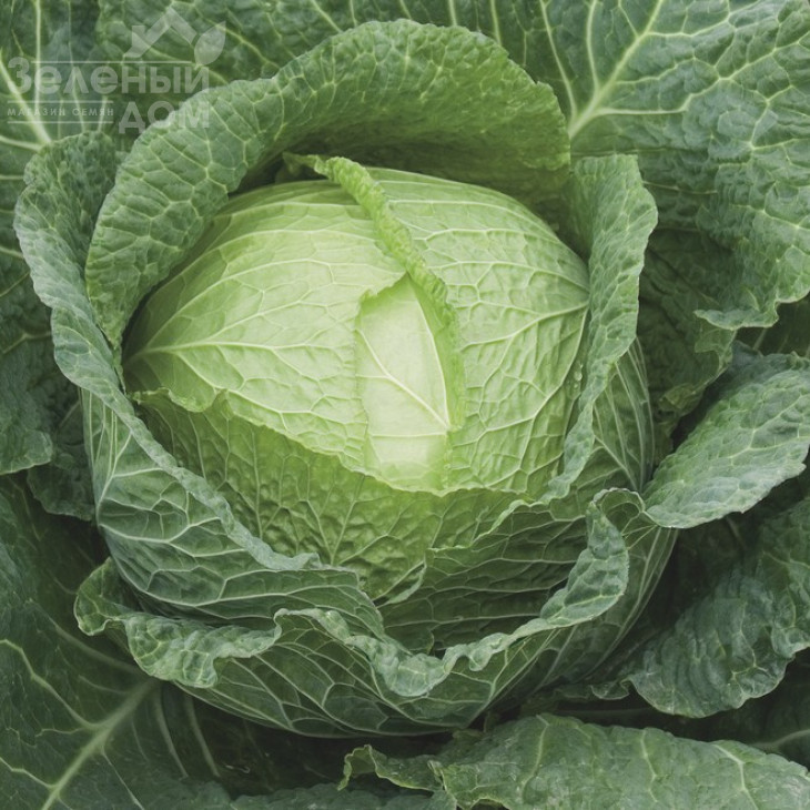 Морама F1 / Morama F1,115-120 днів фото 1