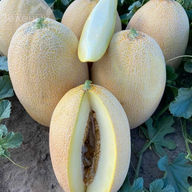 Дайана (INX 1097) F1 / Dayana (INX 1097) F1,62 дней фото 7