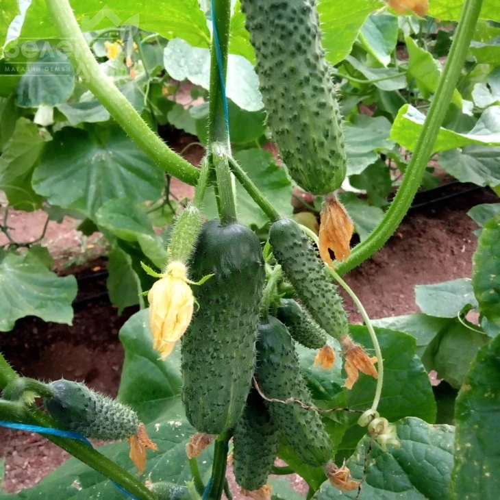 Коломбо F1 (ГБ 08) / Colombo F1 (GВ 08), 35-45 дней фото 1