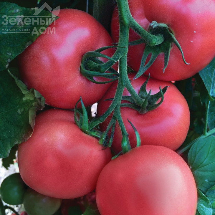 Мануса F1 / Manusa F1,105-115 днів фото 2