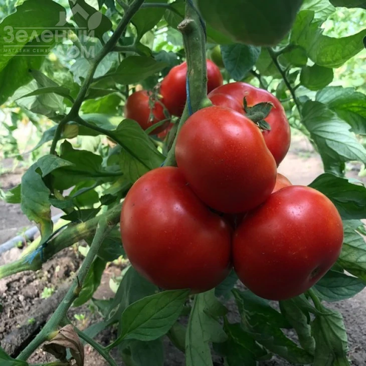 Оазис F1 / Oazis F1,67-70 дней фото 12