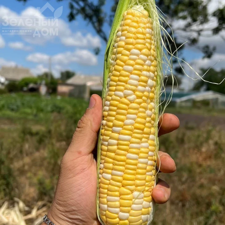 Сприц F1 / Spritz F1, 73-74 дня фото 7