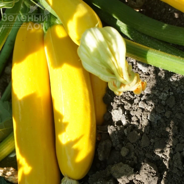 Санлайт F1 / Sunlight F1,40-45 дней фото 3