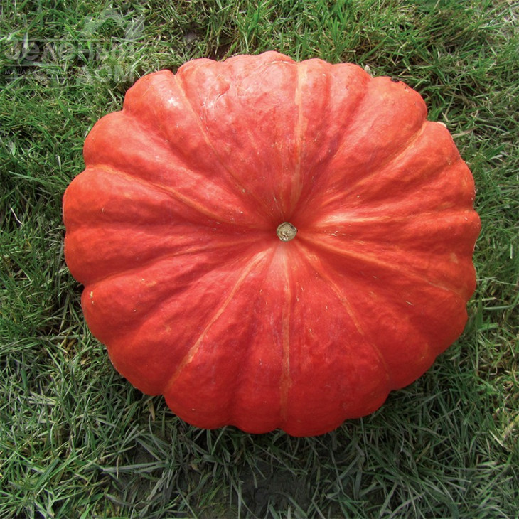 Руж віф де Тамп / Rouge vif D'etampe,110-115 днів фото 1