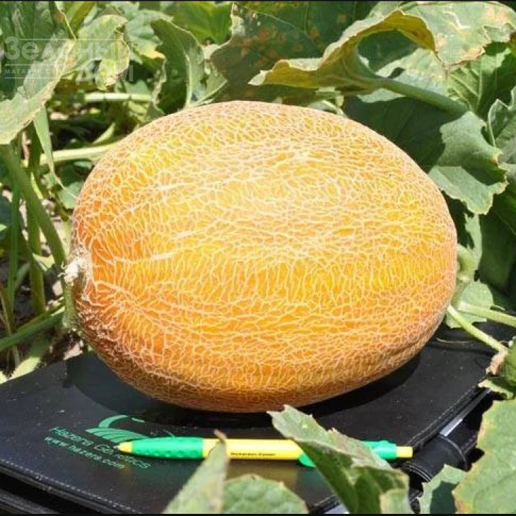 Мейрон F1 / Meiron F1,60-65 днів фото 1