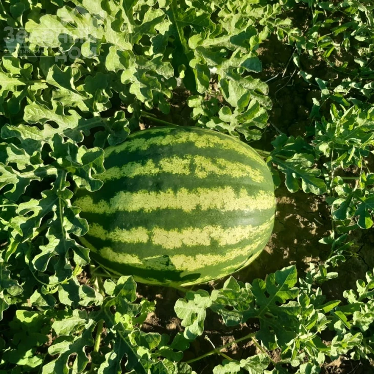 Ау Продюсер / AU Producer, 70-75 дней фото 1