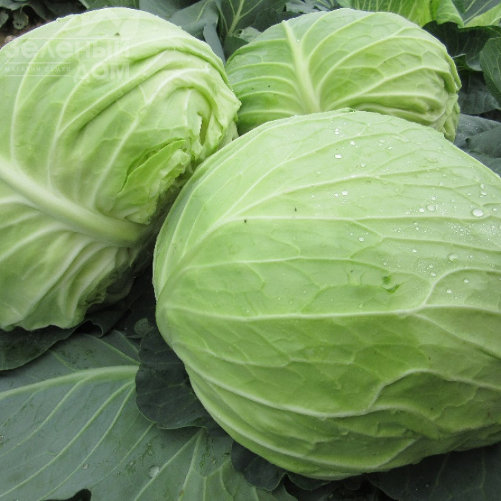 ЦРХ16102 F1 / CRX 16102 F1 фото 1