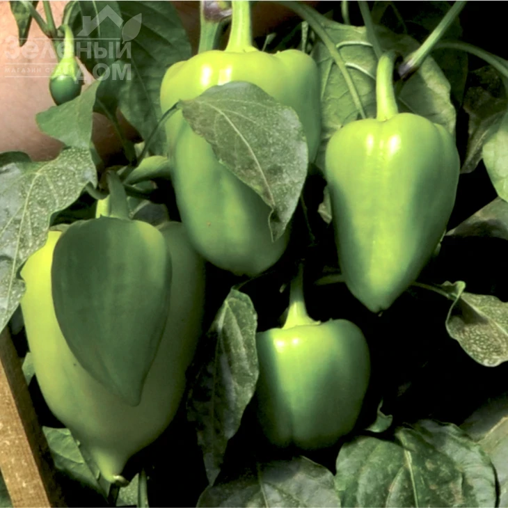 Вулкан F1 / Vulcan F1, 65-70 дней фото 1