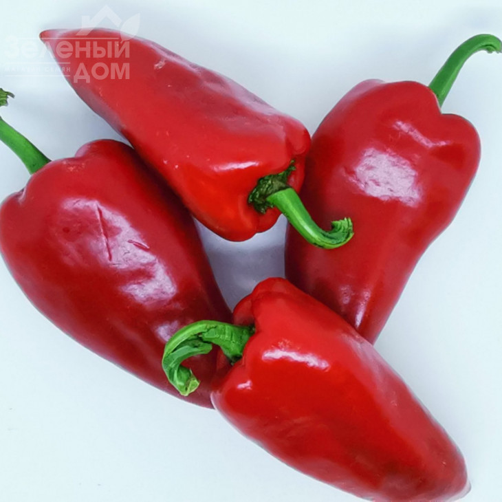 Магус F1 / Magush F1 ,60-65 днів фото 3