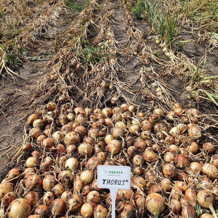 Торус F1 / Torus F1, 90-100 днів фото 3