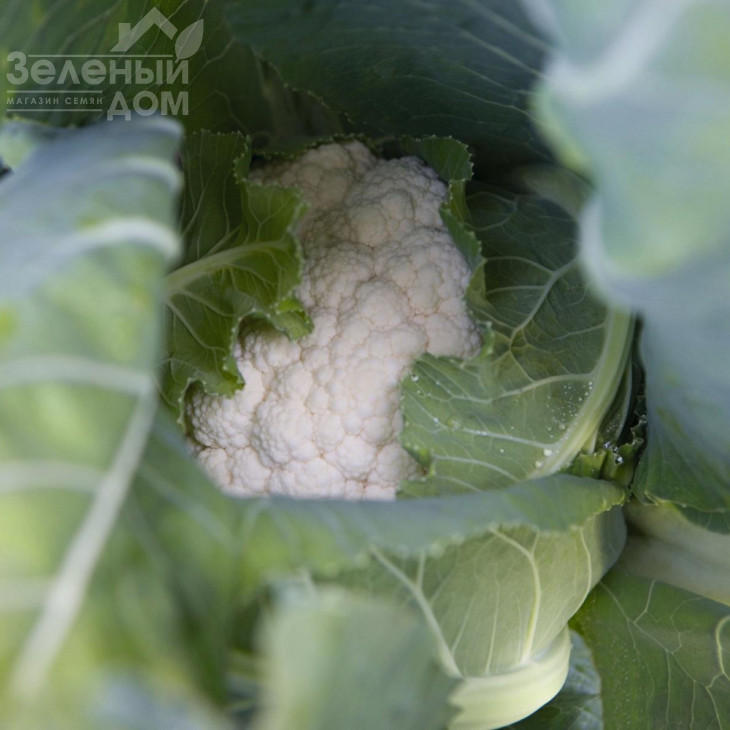 Альтаміра F1 / Altamira F1,86 днів фото 2