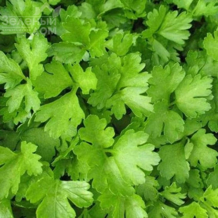 Аргон / Argon фото 1