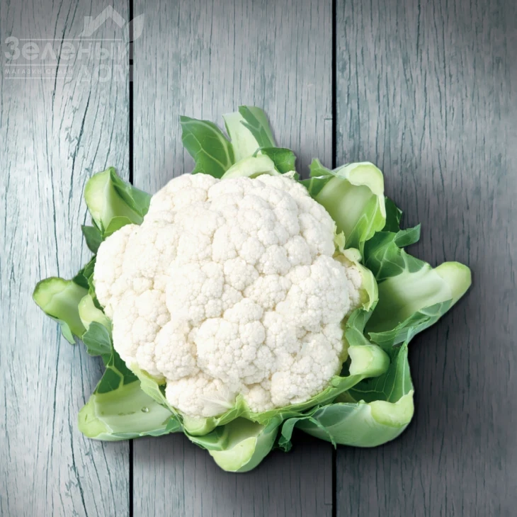 Кастор F1 / Kastor F1,85-90 дней фото 1